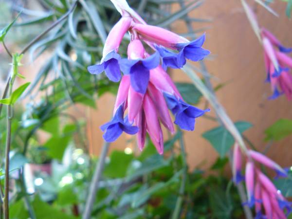 Succulent Species for Summer Planting 1