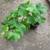 Seedless White Grape Rooted Live Vine Plant 2 thumbnail