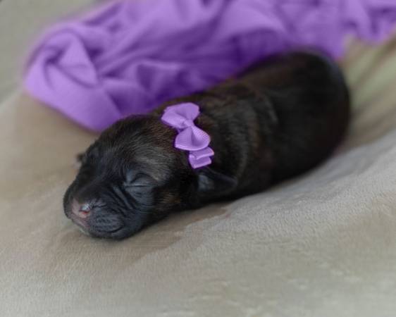 Cane corso puppy for rehoming(Female( Brindle (Amity)63902987658883122