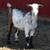 Nigerian Dwarf Doe Kids 4 thumbnail