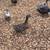 Ducks 2 thumbnail