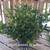 Full.full sweet viburnum podocarpus 3g $15 installation available for $6 each 
P 5 thumbnail