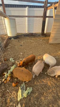 Kune kune piglets 1