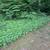 FREE Pachysandra plants !!!  Come pick this week !! 1 thumbnail