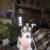 Chihuahua puppy 1 thumbnail
