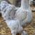 Brahma chicks-mottled, porcelain, blue salmon, lemon pyle, Isabel 14 thumbnail
