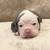 Olde English Bulldog Puppies 11 thumbnail