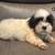 Shih tzu puppies 2 thumbnail