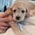Teddy Bear Cockapoo 1 thumbnail