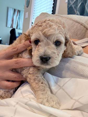 Teddy Bear Cockapoo 1