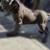CANE CORSO FULL AKC 3 thumbnail