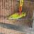 Parrotlet 4 thumbnail