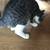 Sweet kittens in need of homes due to care of handicap family member 16 thumbnail