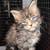 Maine coon kittens 2 thumbnail