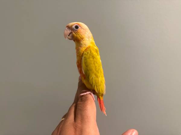 Suncheek Conure (Norwalk)63865302471937120