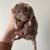 Pet Rats 5 thumbnail