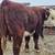 Hereford Yearling Bulls 2 thumbnail