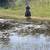 Fox Trotter Mare 9 thumbnail