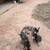 German Shepard Puppies Cross Rehoming 3 thumbnail