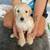Golden doodle puppy 2 thumbnail