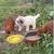 Chickens pullets 3 thumbnail
