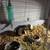 Guinea pigs 20.00 13 thumbnail