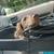 Dachshund 7 thumbnail