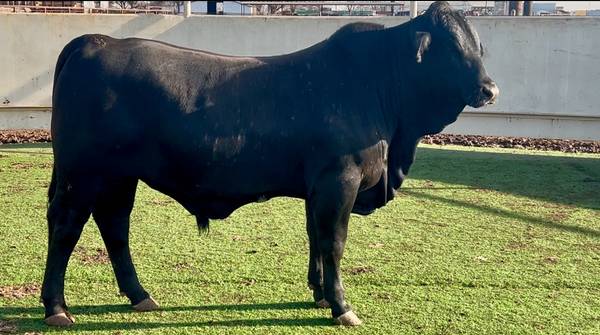 Brangus Bull Sale or Lease 1