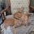 Cute Kittens: Altered with Shots and Ready for a New Home 2 thumbnail