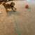 Female Yorkie 2 thumbnail