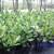 Tropical Hedges Plants (for Privacy) Podocarpus starting at : 1 thumbnail
