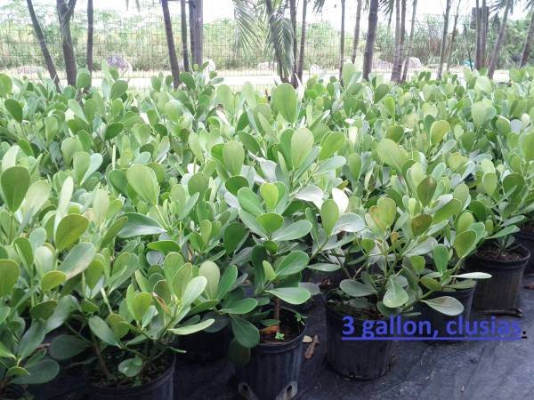 Tropical Hedges Plants (for Privacy) Podocarpus starting at : 1