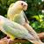 Greencheek Conure Pair - Opamint n Mint DNA 1 thumbnail
