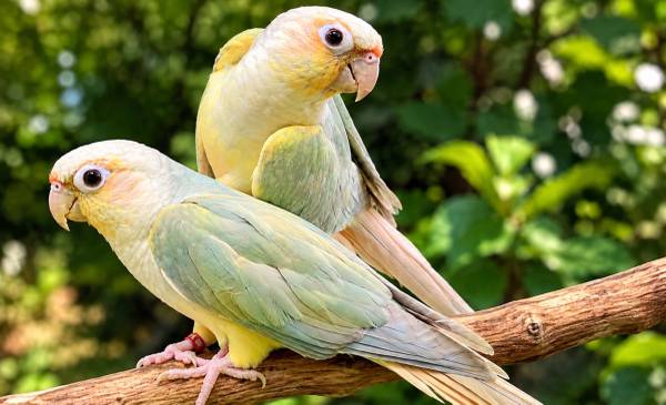 Greencheek Conure Pair - Opamint n Mint DNA 1