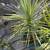 Variegated Yucca tree or Yucca Gloriosa variegata tree. 2 thumbnail
