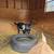 Rehoming Goats 6 thumbnail