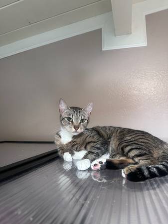 Loving Cat (Richmond)