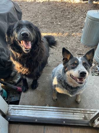 Lab mix and Heeler (Spokane)63970213549314120