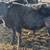 Schweitzer Tiber Angus Bulls for sale 3 thumbnail