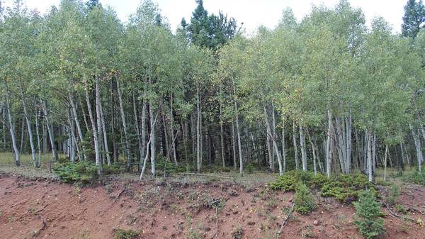 $19,999 / 40511ft2 - VERY NICE Mountain Land in Teller County-Tall Aspens and Pines, LEVEL (Teller County)63658179148035122