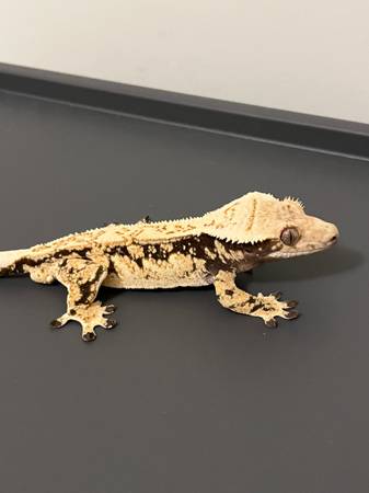 crested geckos 1