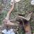 IH bottom plow came with farmall a 4 thumbnail