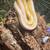 Reticulated Python, DWARF 4 thumbnail