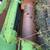 John Deere 6600 Combine with 2 grain heads 4 thumbnail