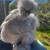 Silkie chicks 16 thumbnail