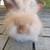 English Angora Bunny Rabbit Chocolate Harliquin 1 thumbnail