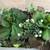 Beautiful large faux succulent arrangements in a modern planter 3 thumbnail