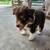 Australian shepherd 4 thumbnail