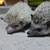 Baby Hedgehogs 4 thumbnail