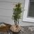 Zelkova Serrata Bonsai Copse 4 thumbnail